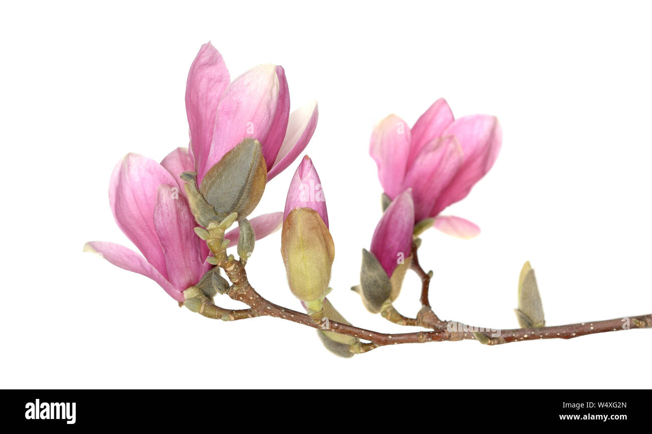 pink magnolia flower isolated on white background Stock Photo - Alamy