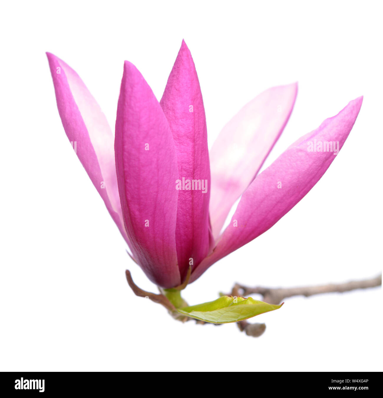 pink magnolia flower isolated on white background Stock Photo - Alamy