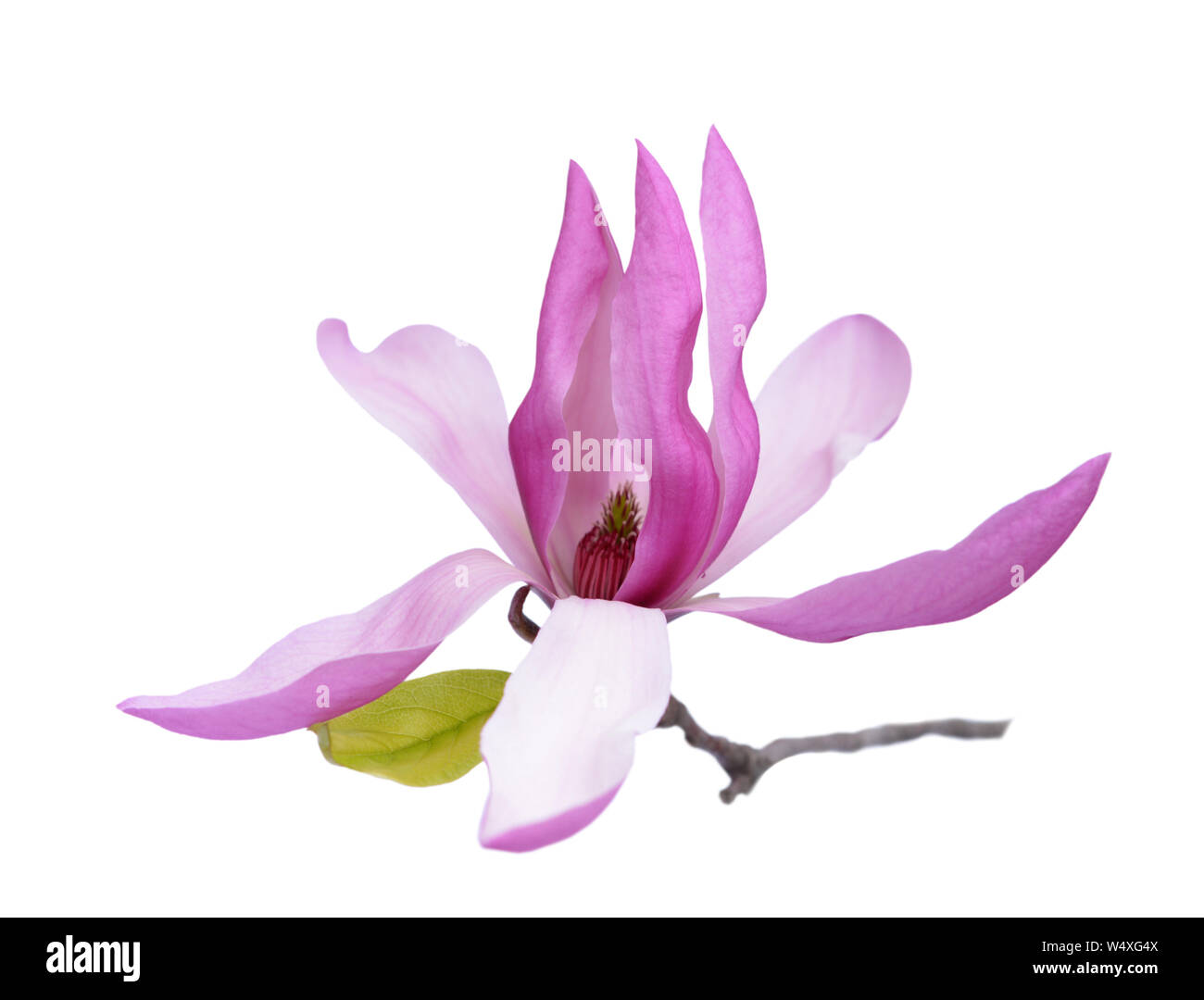 pink magnolia flower isolated on white background Stock Photo - Alamy