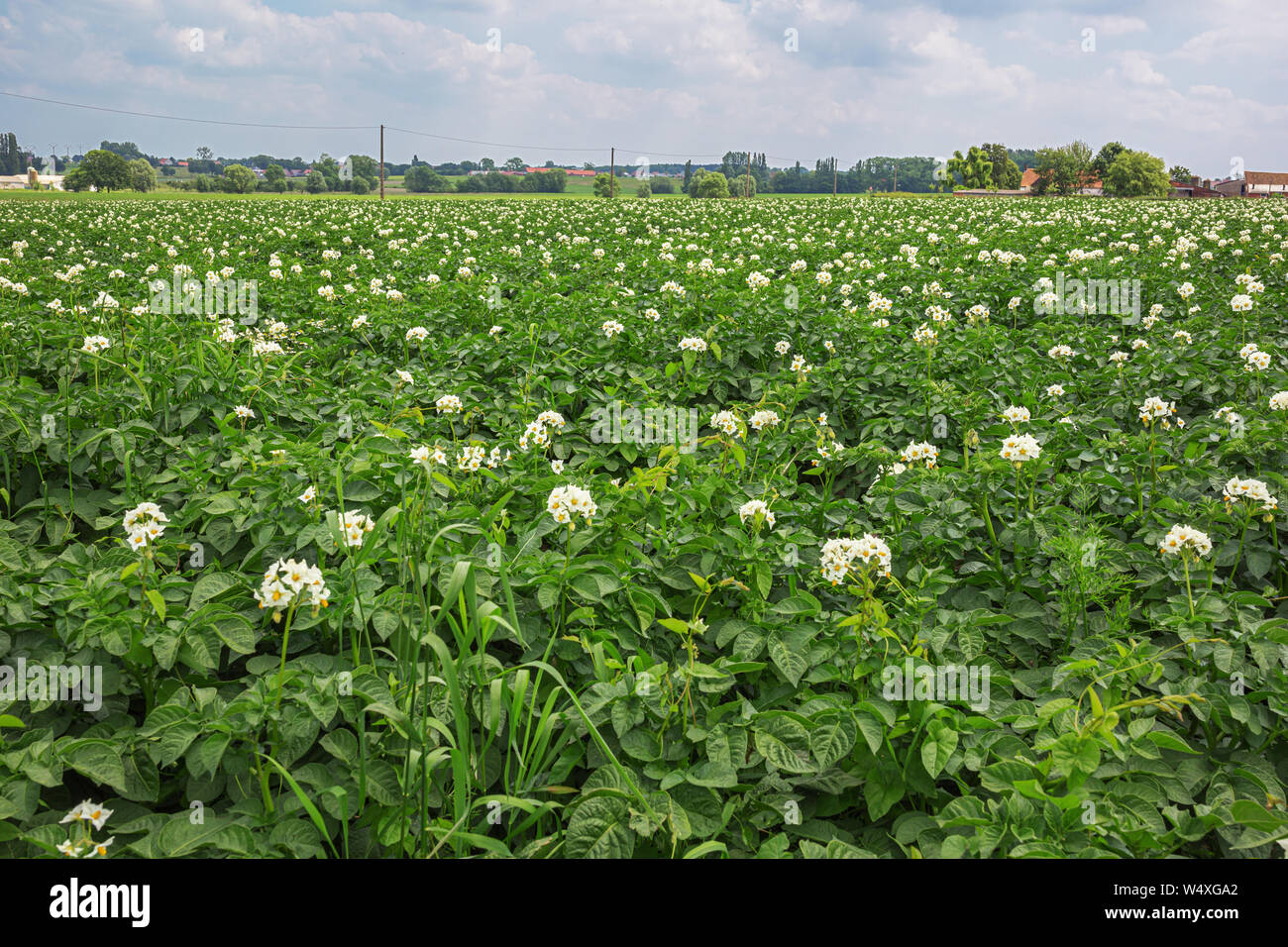 Blooming potato plants on a field in Flanders Stock Photo