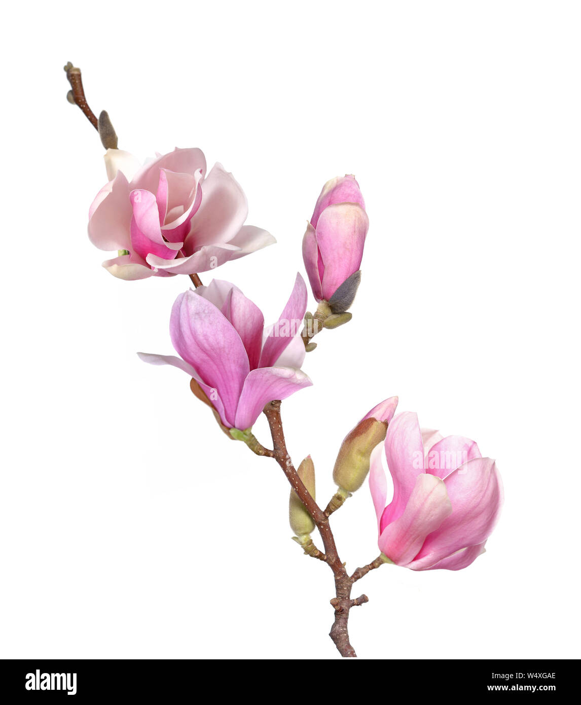 a beautiful magnolia branch isolated on white background Stock Photo ...
