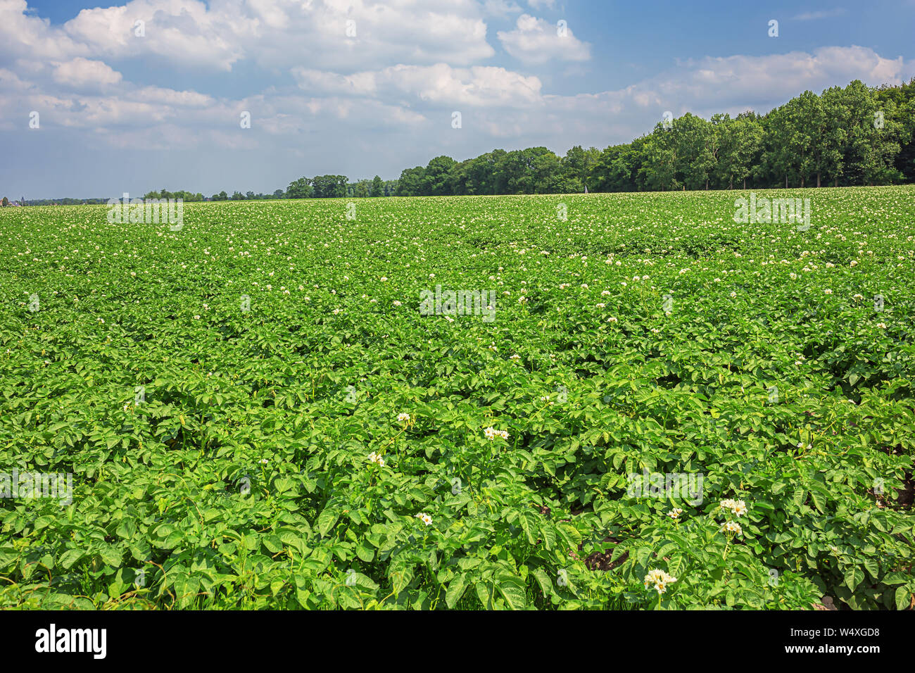 Large field of blooming potato plants in Flanders Stock Photo