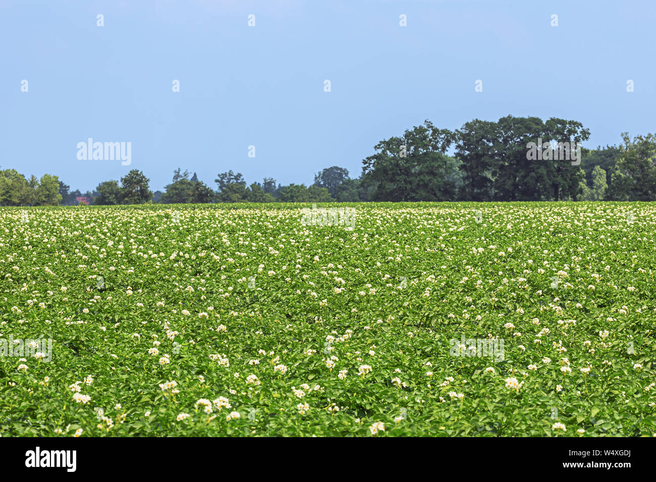 Field of blooming potato plants in close up in Flanders. Selective focus on the foreground. Stock Photo