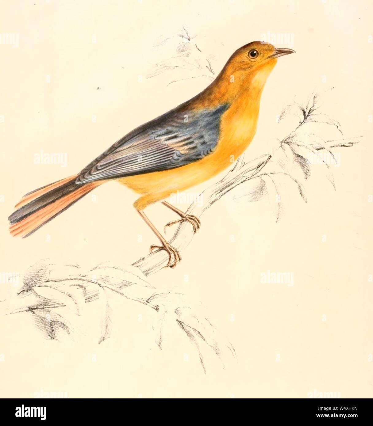 Cossypha natalensis hires stock photography and images Alamy