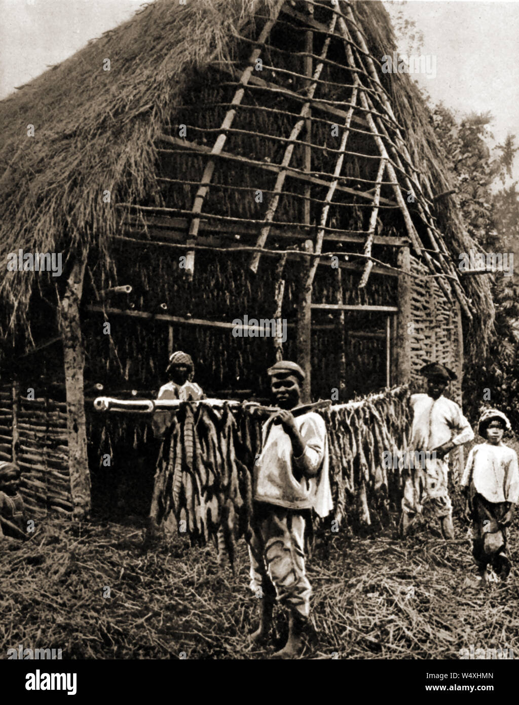 Tobacco Drying in Jamaica circa 1940 Stock Photo