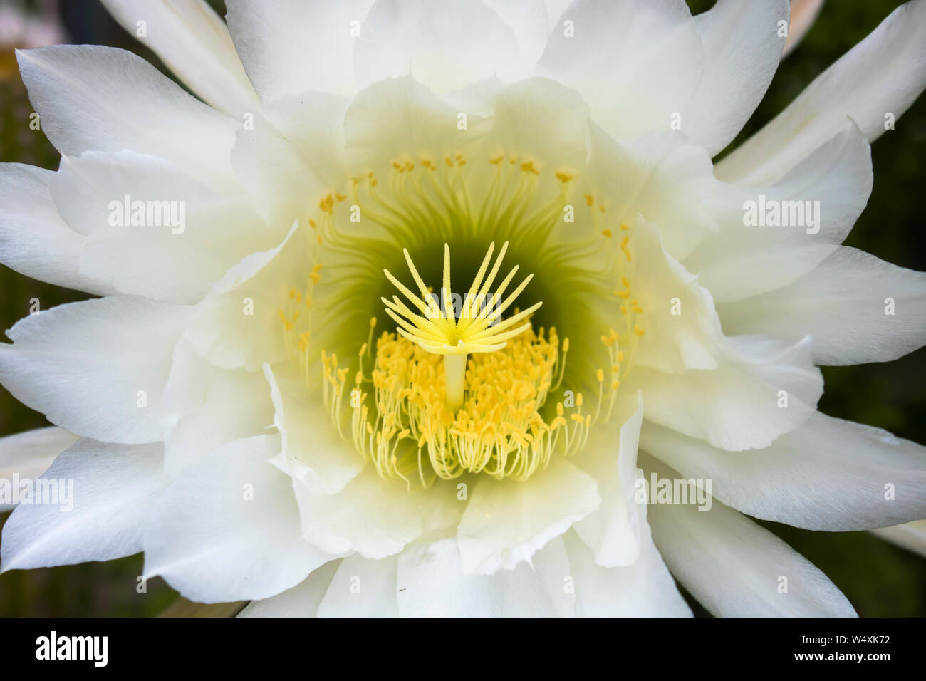 Lush blooming large cactus flower close up with white petals and yellow details. Stock Photo