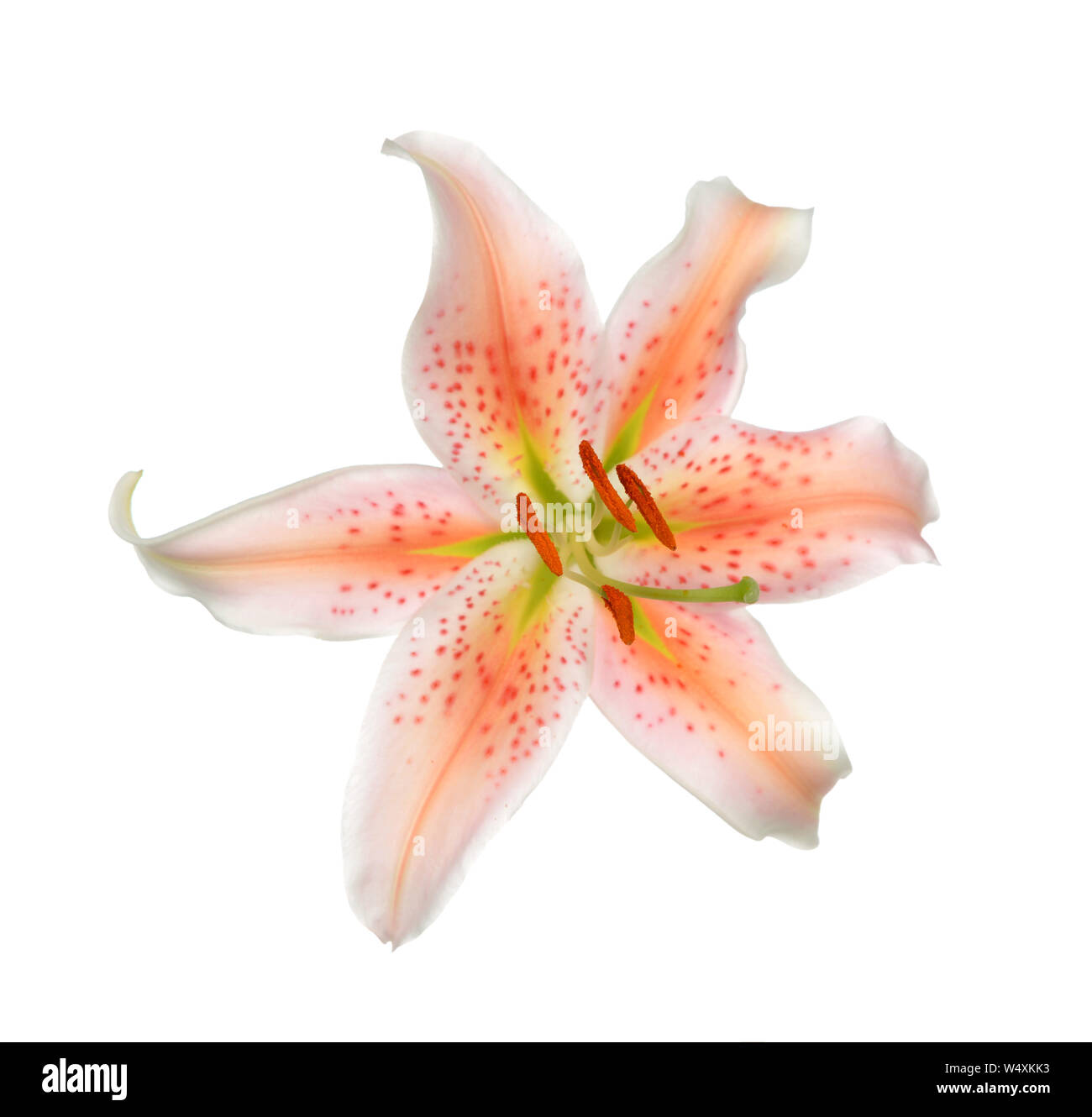 Pink lily flower isolated on white Stock Photo - Alamy