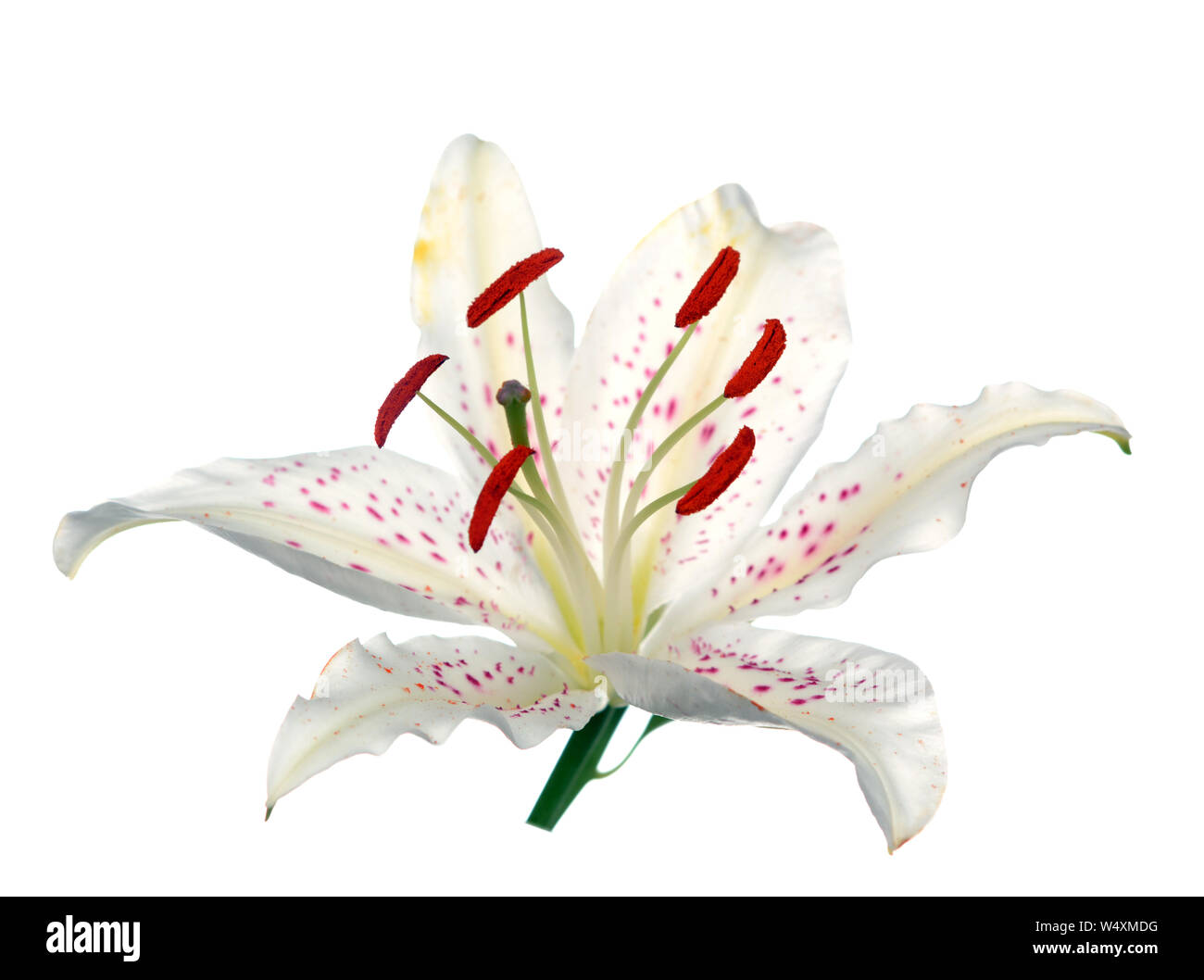 single white lily isolate on white background Stock Photo - Alamy