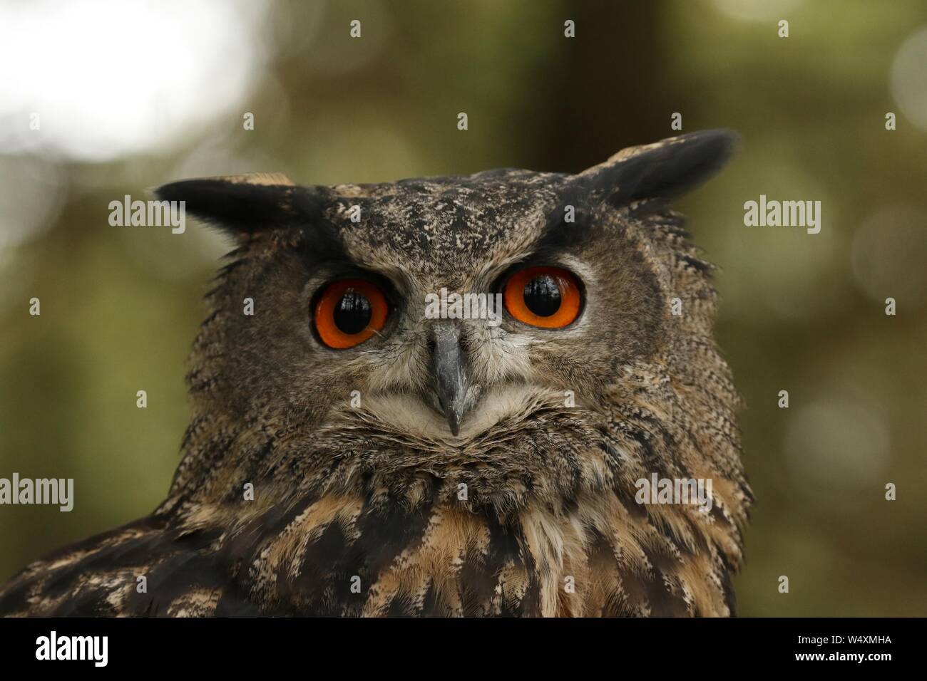 Eurasian eagle owl Stock Photo