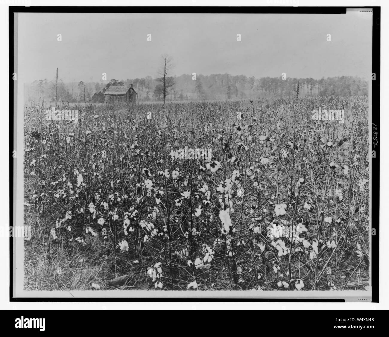 Cotton field with building in background Stock Photo Alamy