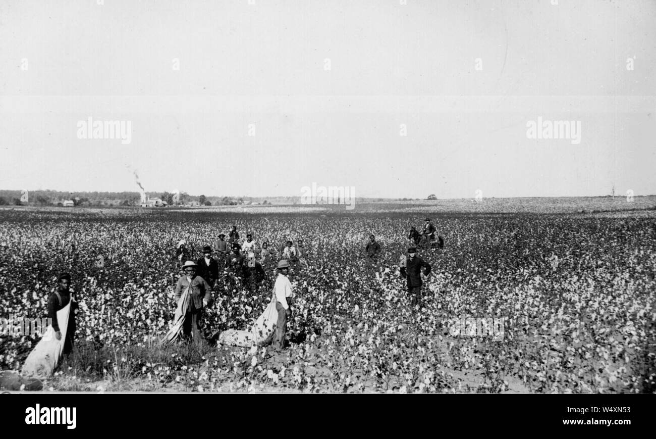 Cotton field Black and White Stock Photos & Images Alamy
