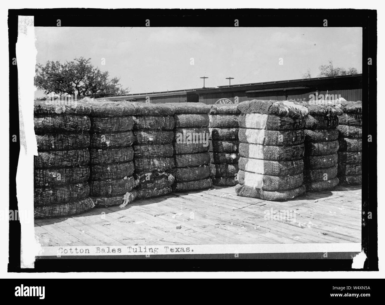 Cotton bales Stock Photo Alamy