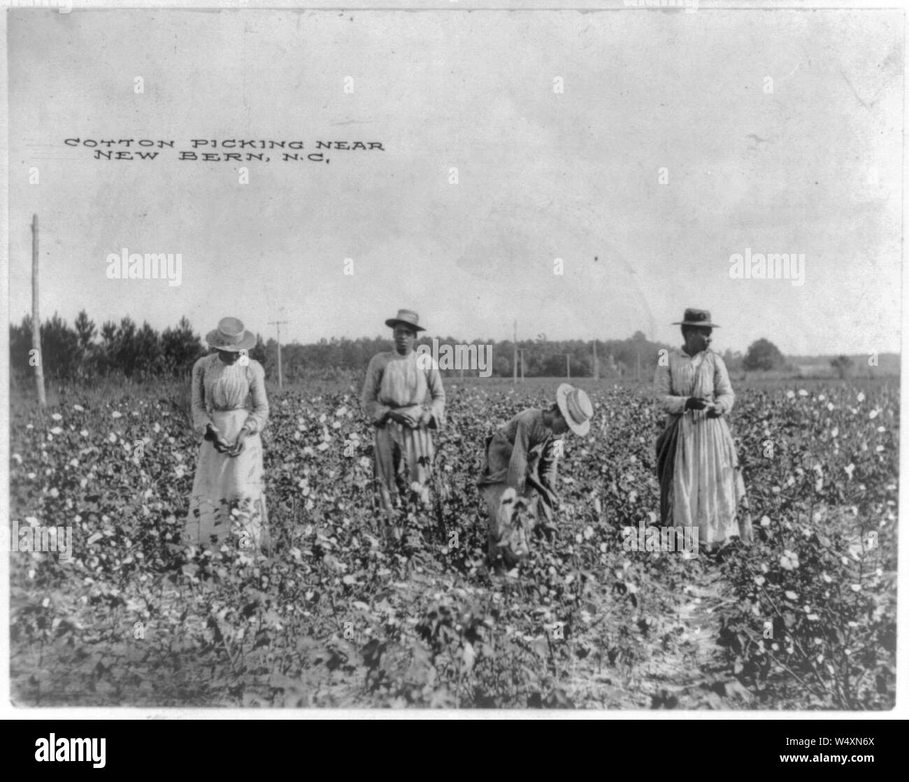 Cotton picking near New Bern, N. C Stock Photo Alamy