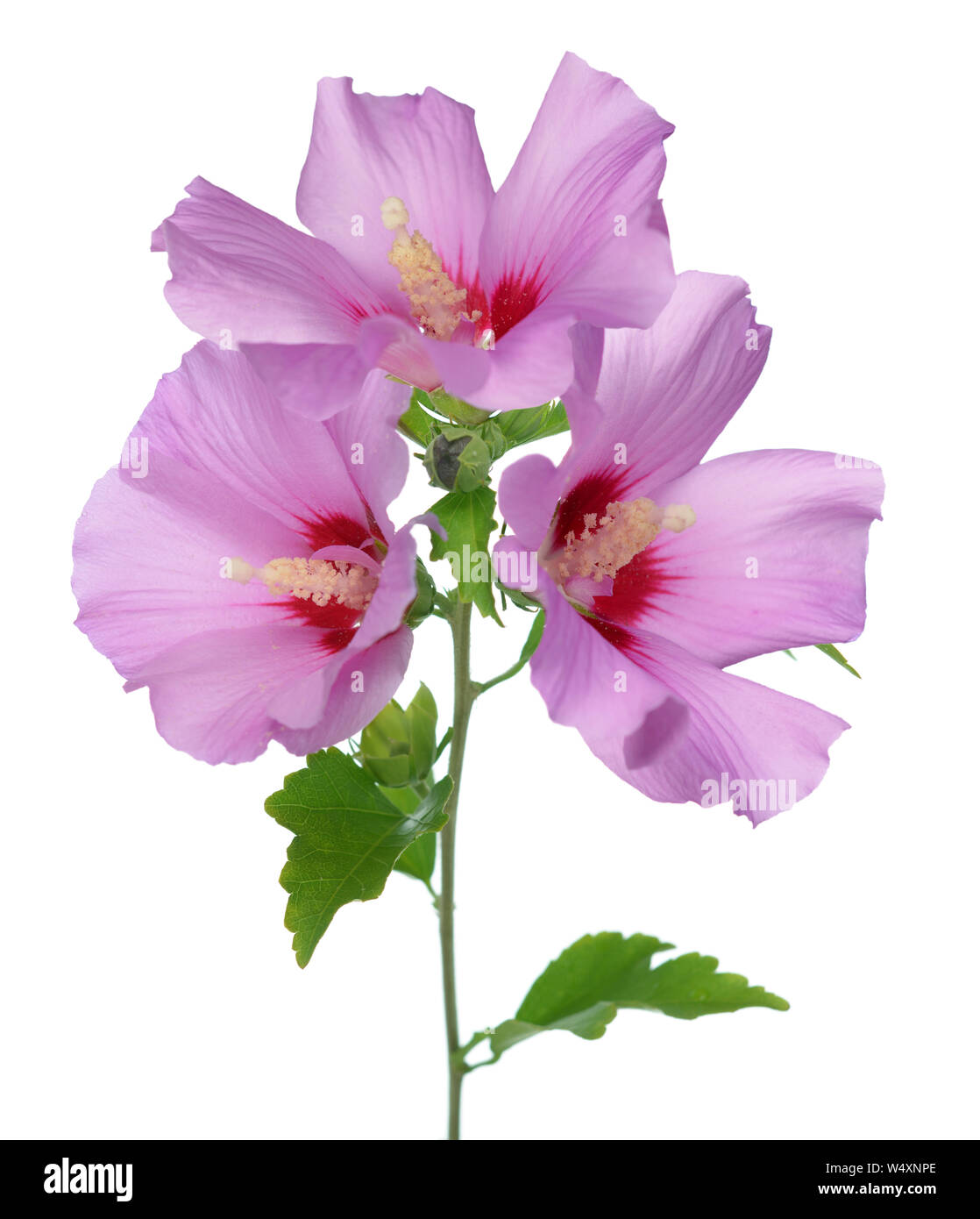 Hibiscus flower, the mallow family, Malvaceae Stock Photo