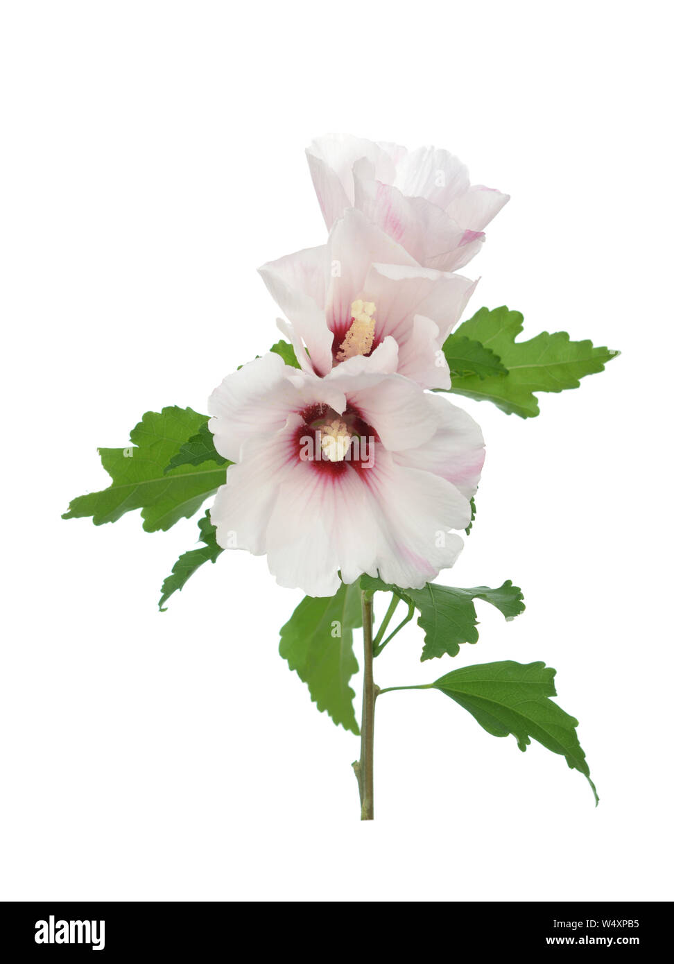 Plant of hibiscus flower isolate on white Stock Photo - Alamy