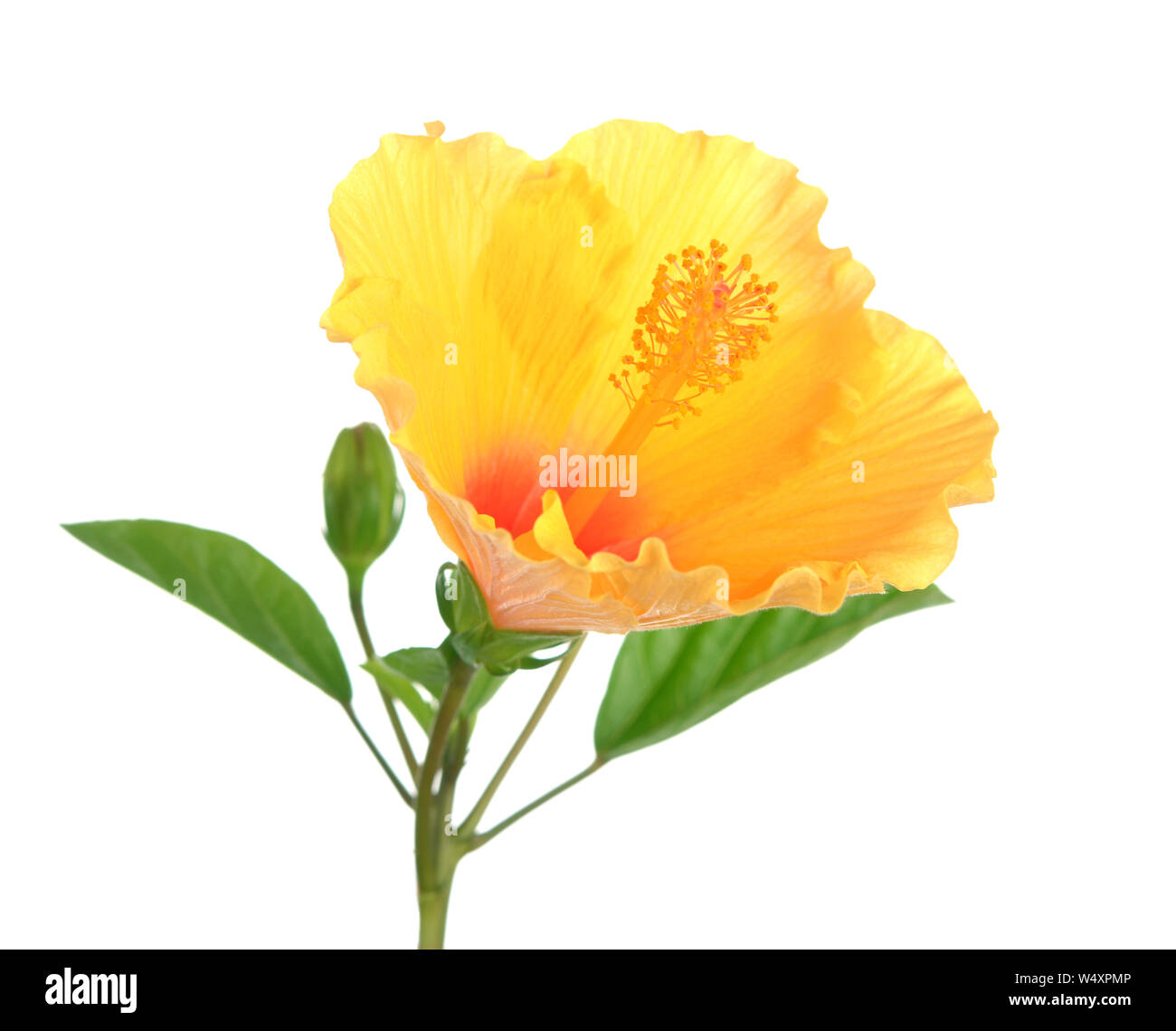 Plant of hibiscus flower isolate on white Stock Photo - Alamy