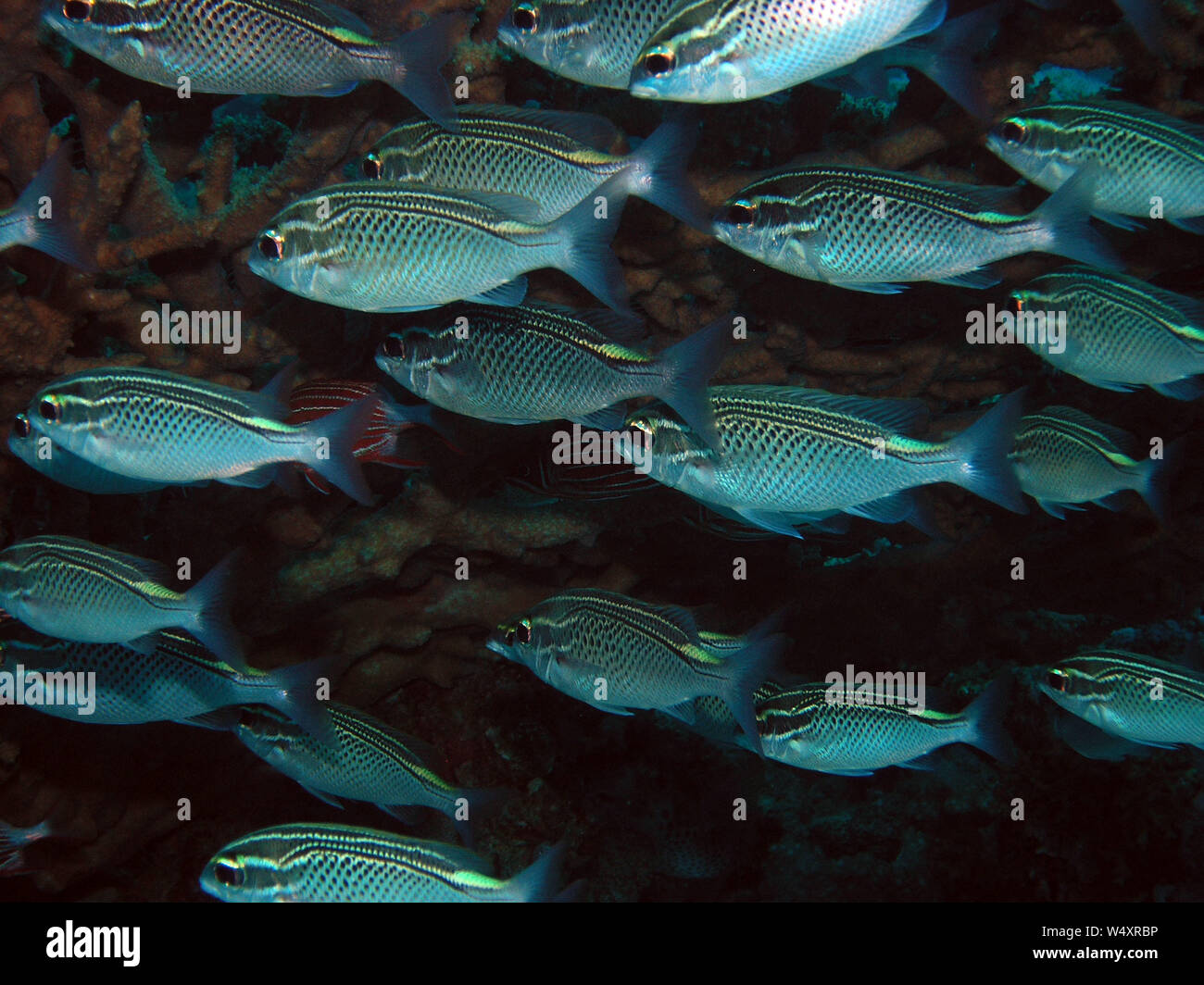 Arabian Threadfin Bream (Scolopsis ghanam Stock Photo Alamy