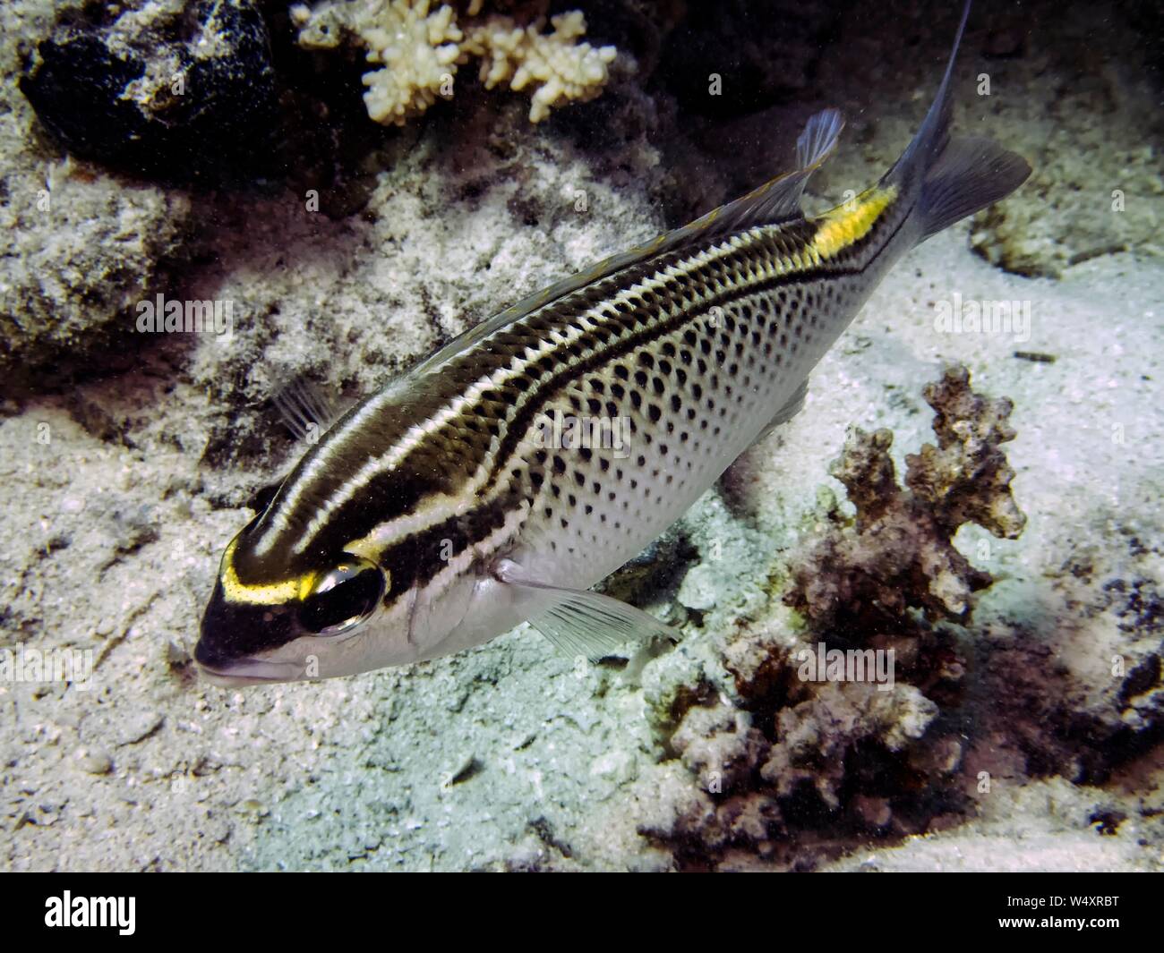 Arabian Threadfin Bream (Scolopsis ghanam Stock Photo Alamy