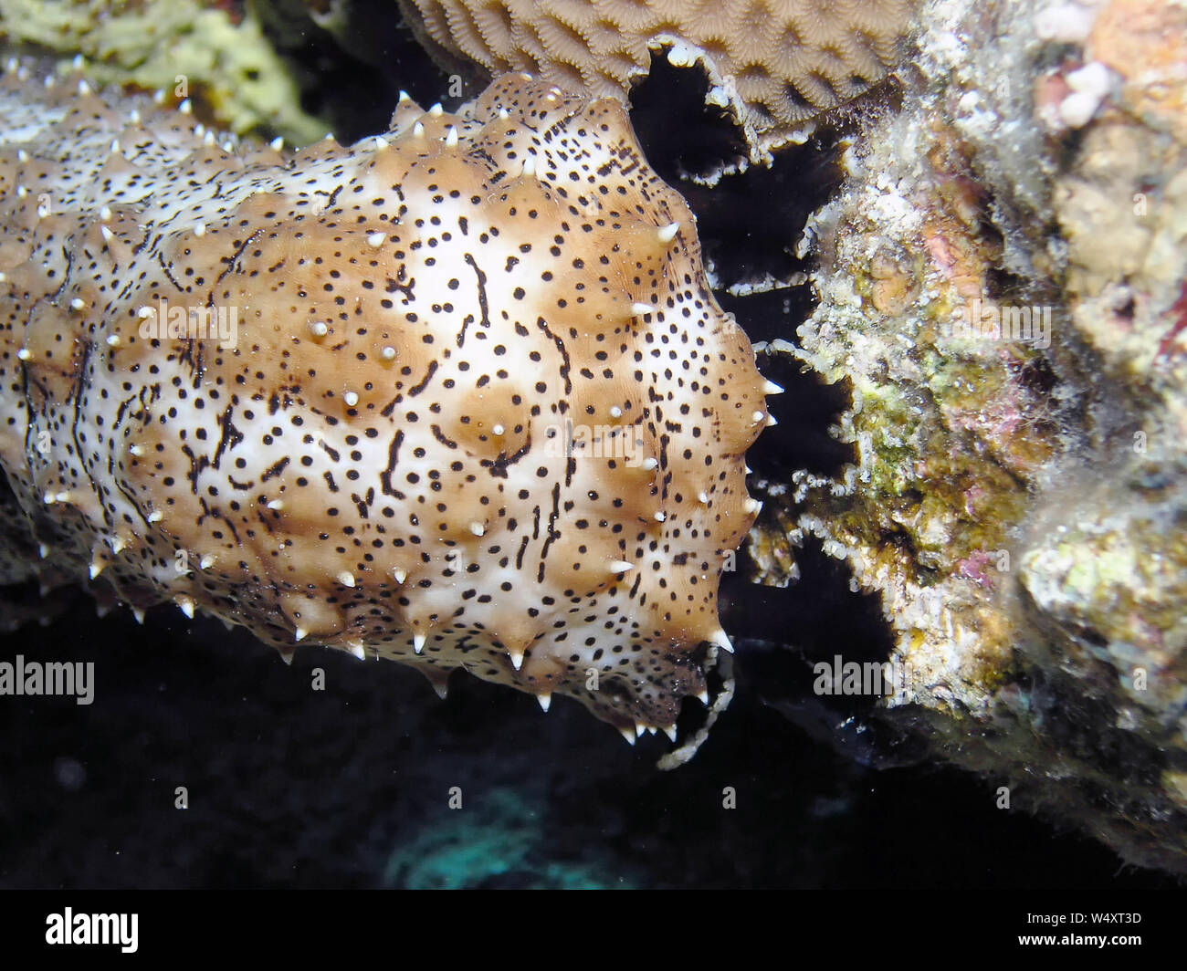 Blackspotted Sea Cucumber (Pearsonothuria graeffei Stock Photo Alamy