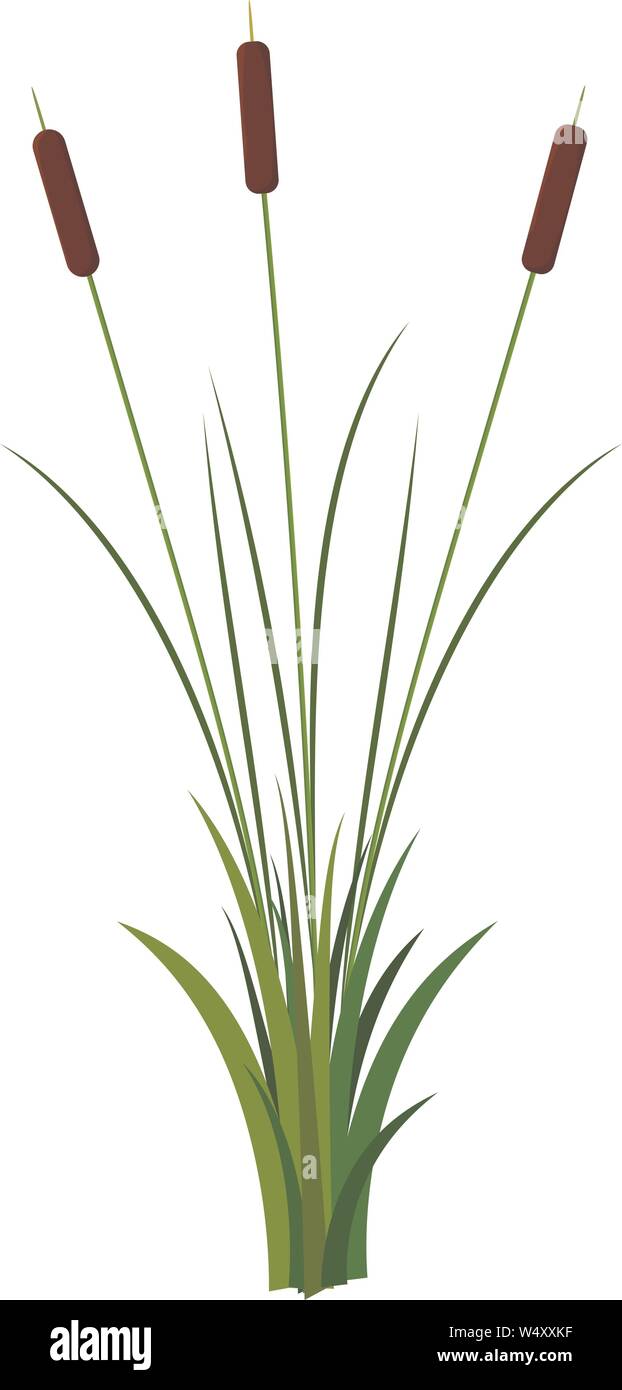 Bunch of three long reed stems with leaves plant with grass vector isolated on white background. Cartoon decoration or props landscape Stock Vector