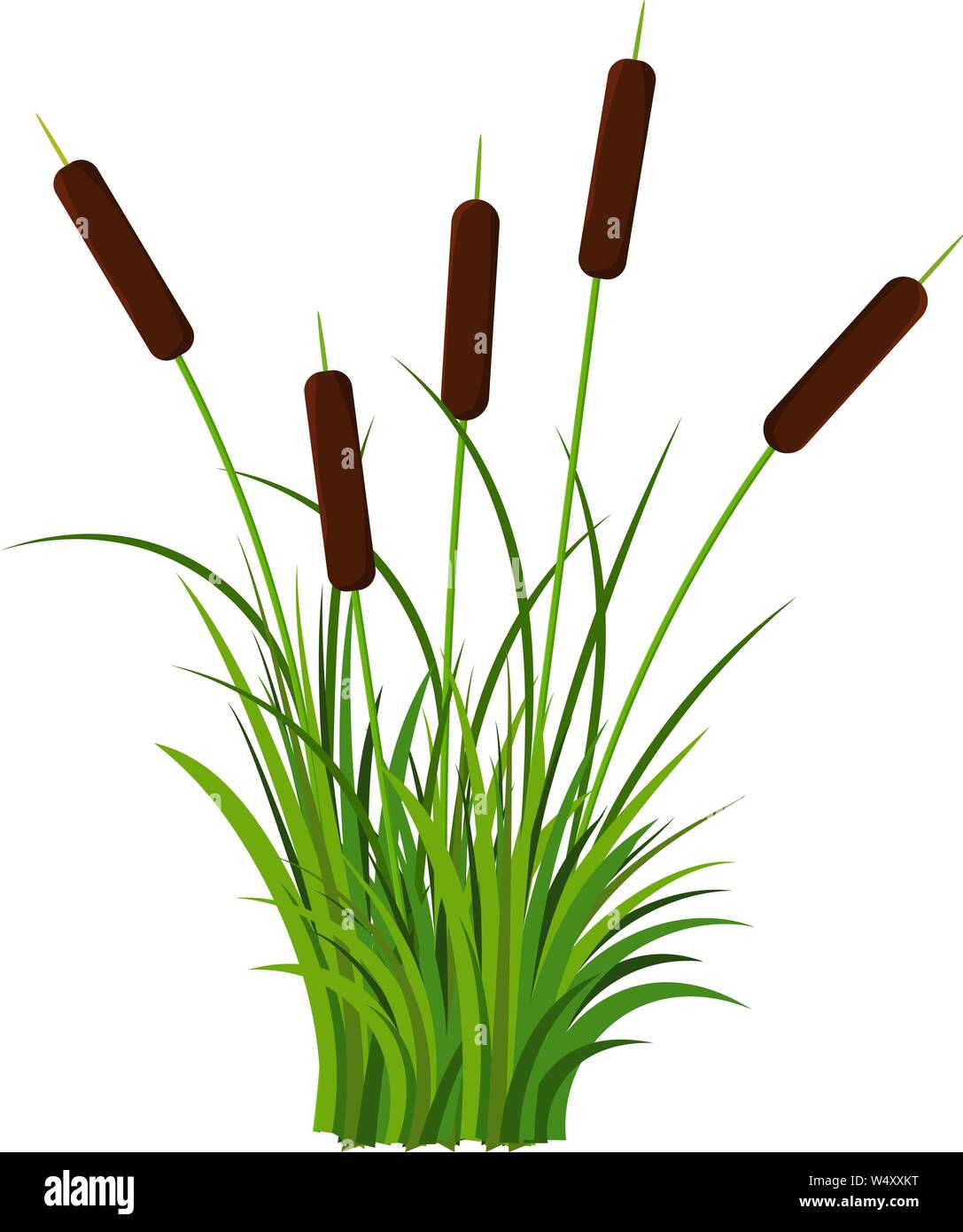 Cluster of five reed stems with leaves plant with grass vector isolated on white background. Set for cartoon props Stock Vector