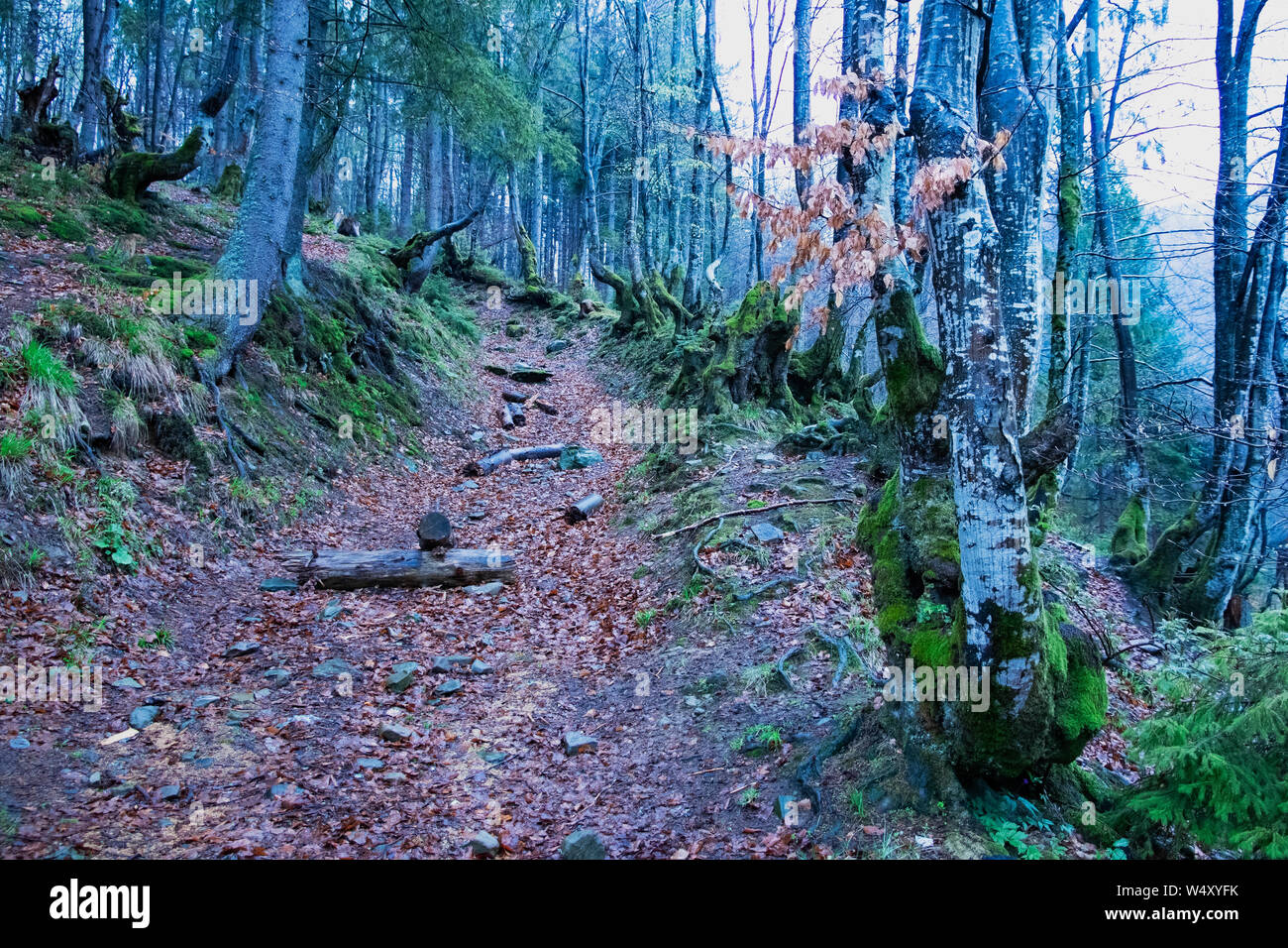Abandoned road in a mysterious mystical autumn forest. Mountain path in ...