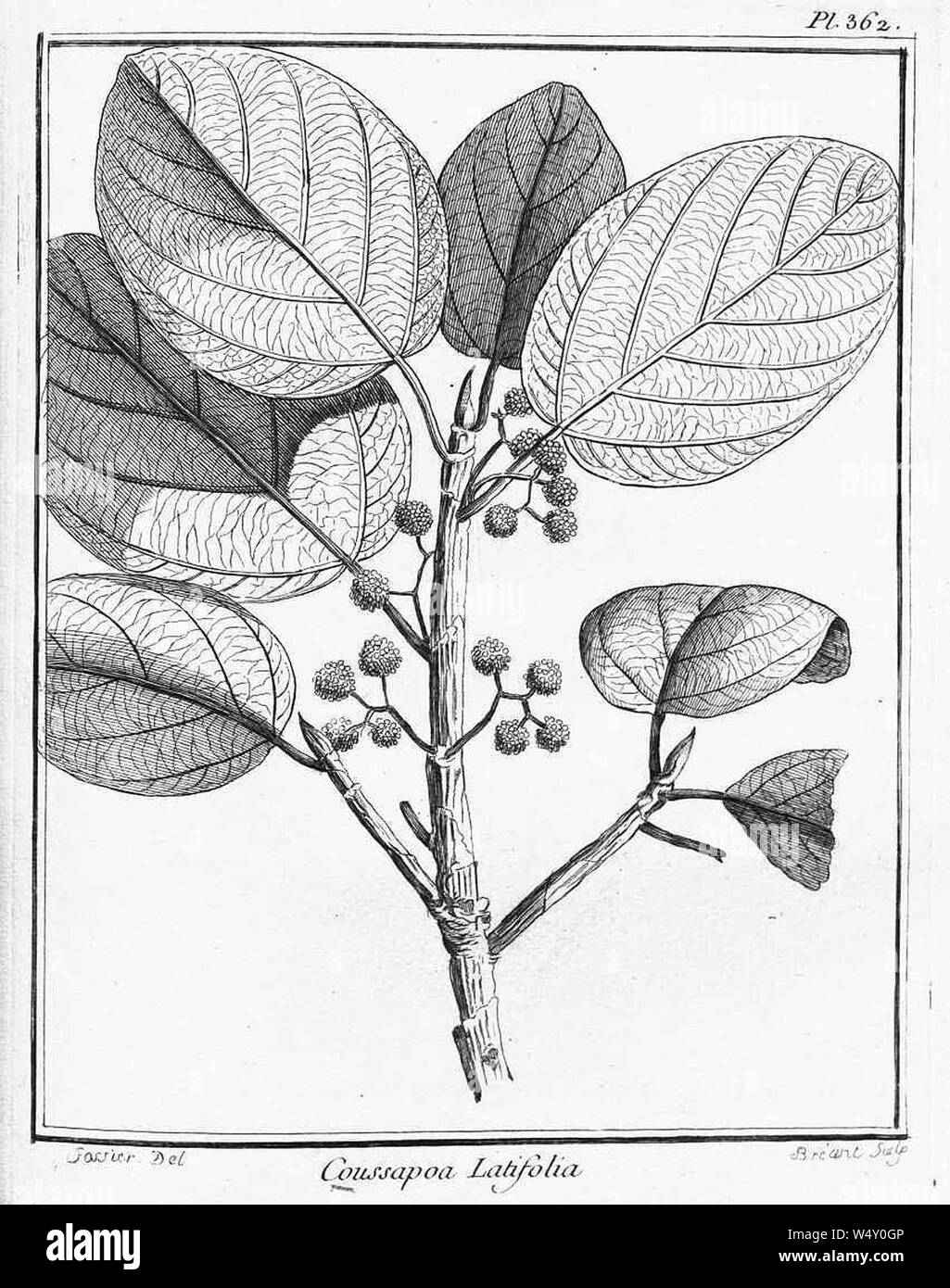 Coussapoa latifolia-1. Stock Photo