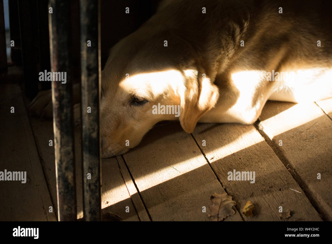 Yellow Labrador Gundog Lying in a Sunbeam on the Back of a Beater's Trailer During a Game Shoot Stock Photo