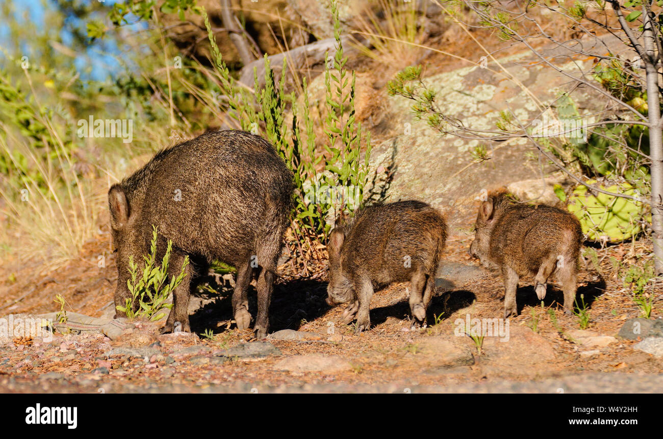 Javelina sow with her piglings go for an evening walk - Version 2 Stock Photo