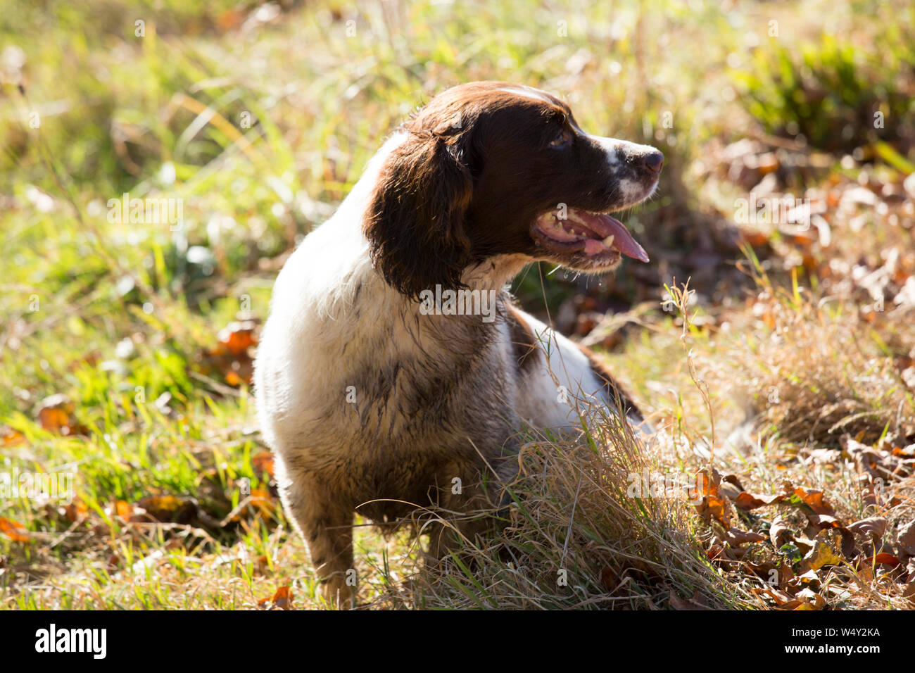 Working English Springer Spaniel Gundog Resting after Working Hard During a Drive on a Shoot Day Stock Photo