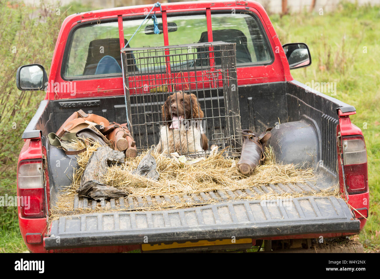 Spaniel Gundog Waiting in the Back of a Farm Pickup on a Pheasant Shoot, Wide Crop Stock Photo