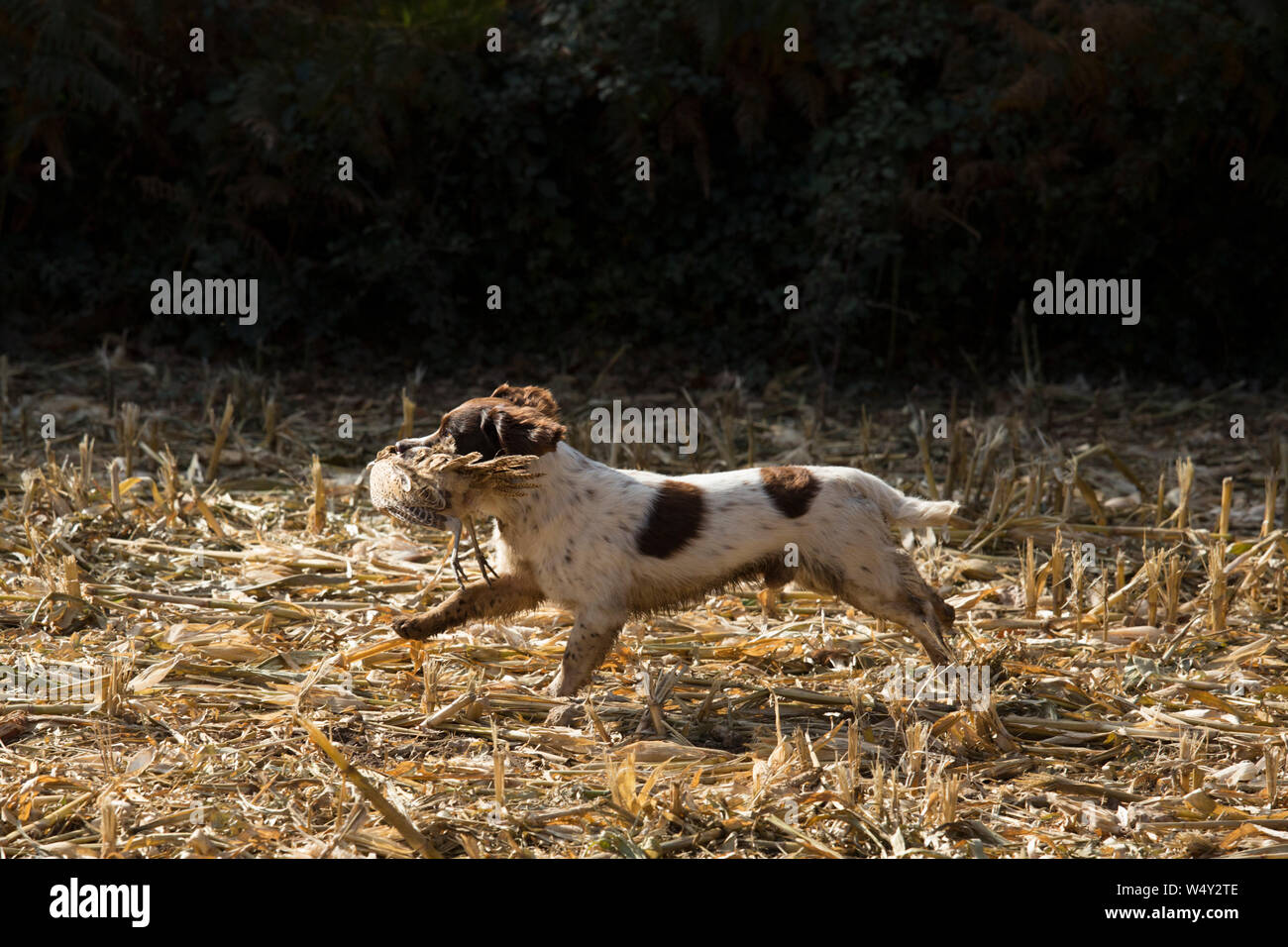 Working Springer Spaniel Gundog Running With a Shot Hen Pheasant on a Driven Pheasant Day Stock Photo