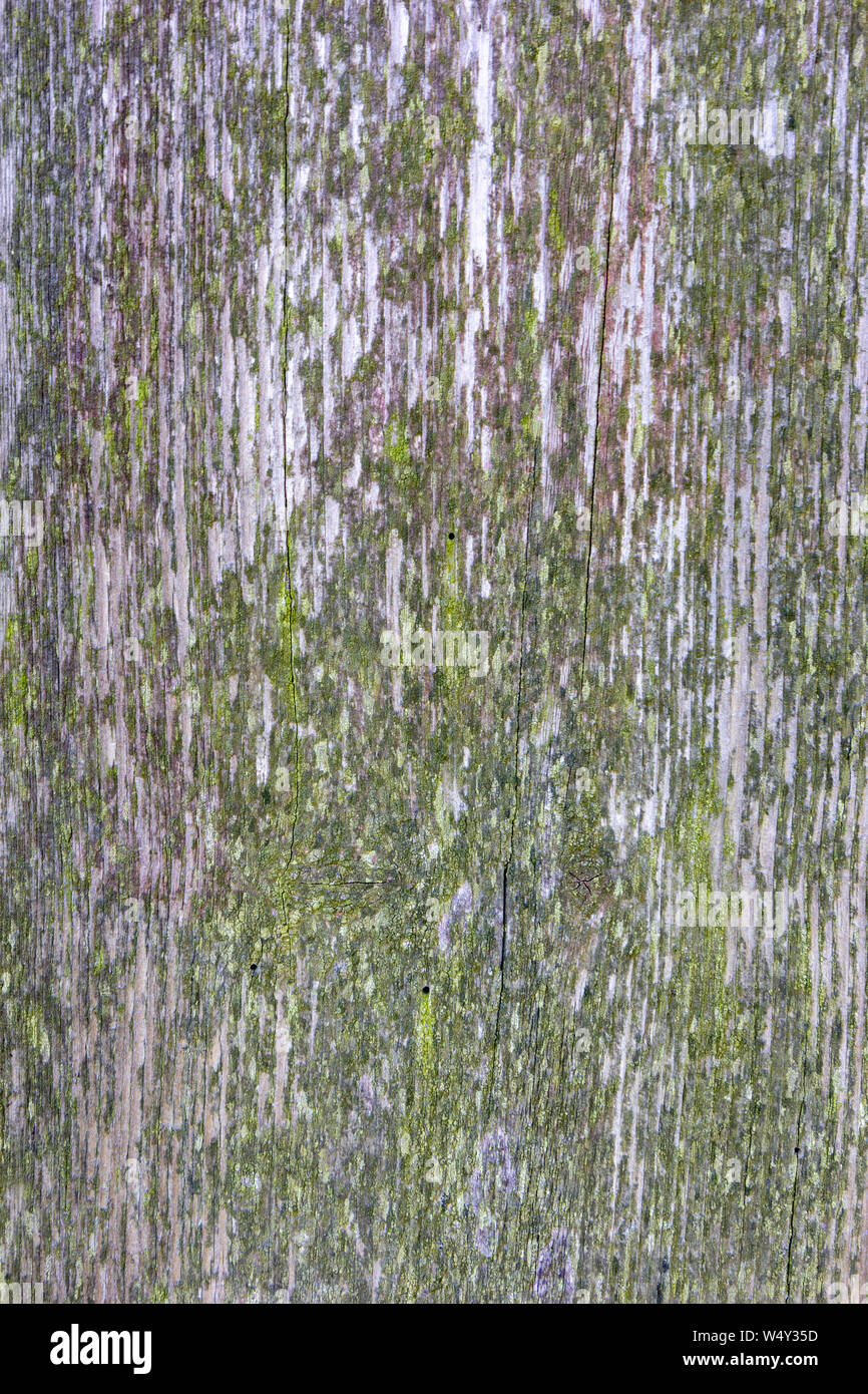 mossy wood texture with the paint peeling off Stock Photo