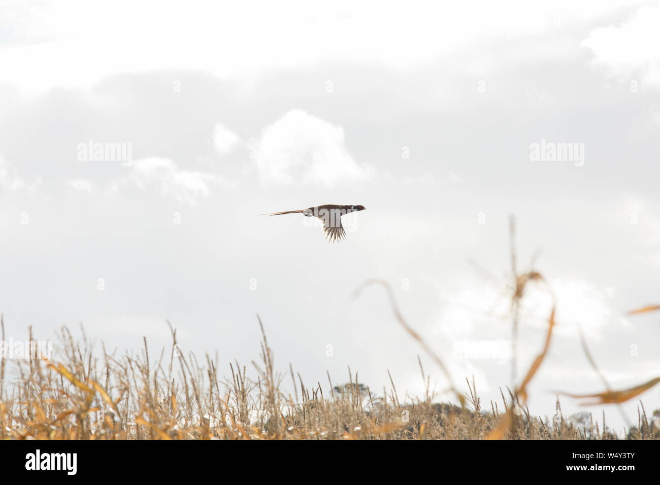 Male Pheasant Flying Over Maize Cover Crop During a Drive on a Pheasant