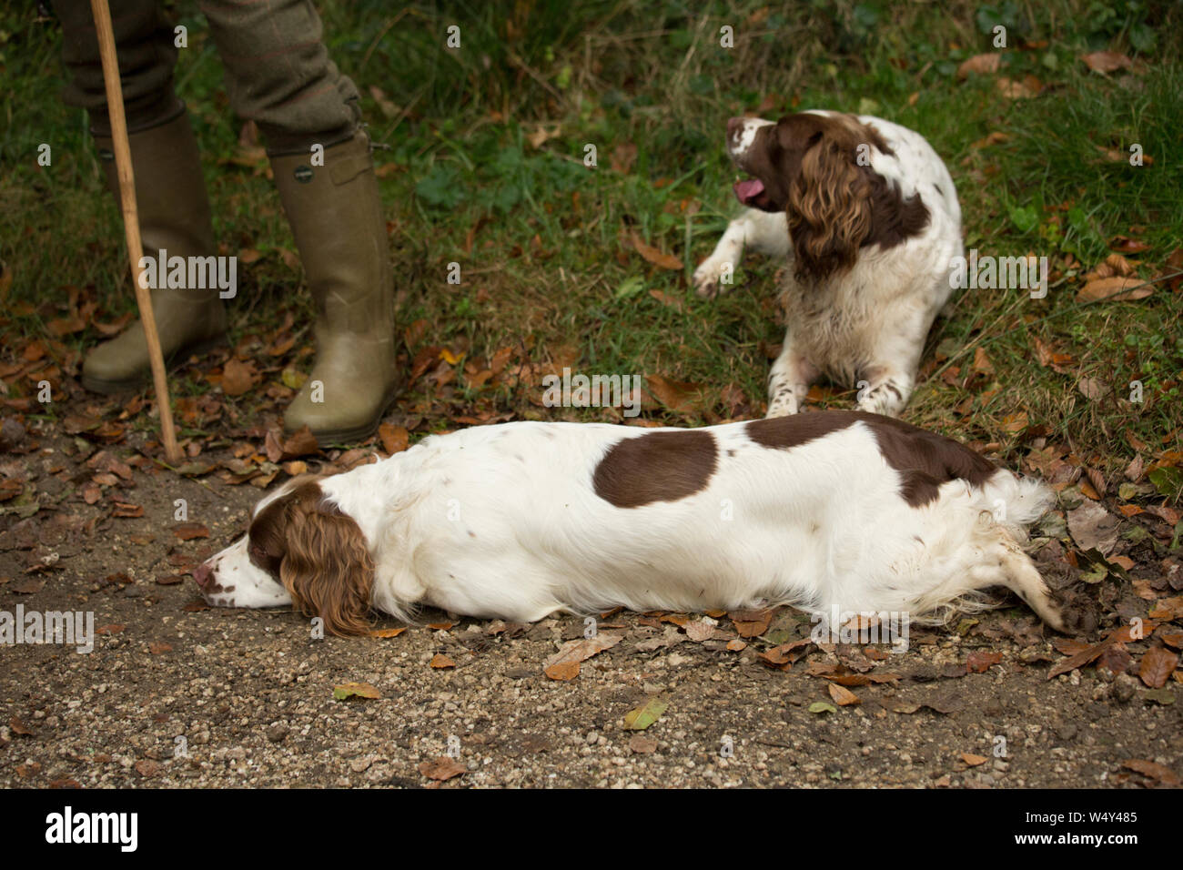 A Beater's Gundogs Taking a break Between Drives on a UK Pheasant Shoot, One is More Tired Than The Other Stock Photo