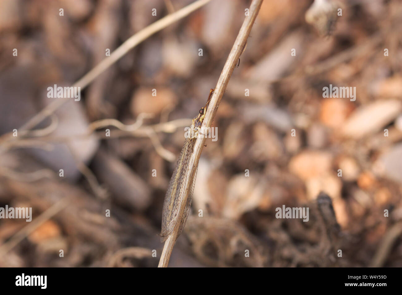 Image of a lion ant in its surroundings. These types of insects are scientifically known as myrmeleonid species (Myrmeleontidae) of the Neuroptera fam Stock Photo