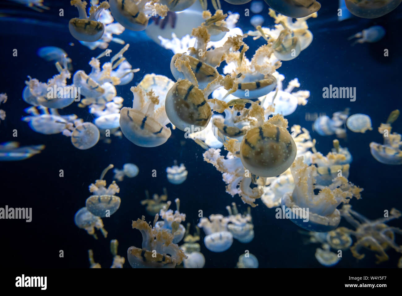 Beautiful jellyfish, medusa in the neon light with the fishes. Aquarium with blue jellyfish and lots of fish. Making an aquarium with corrals and ocea Stock Photo