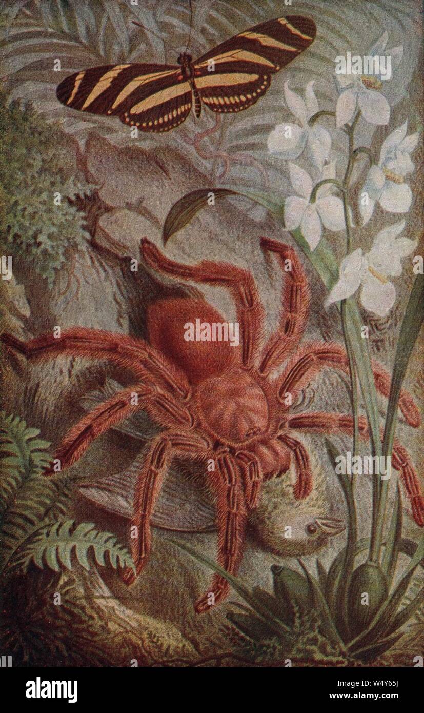 Crab spider drawing Stock Photo Alamy