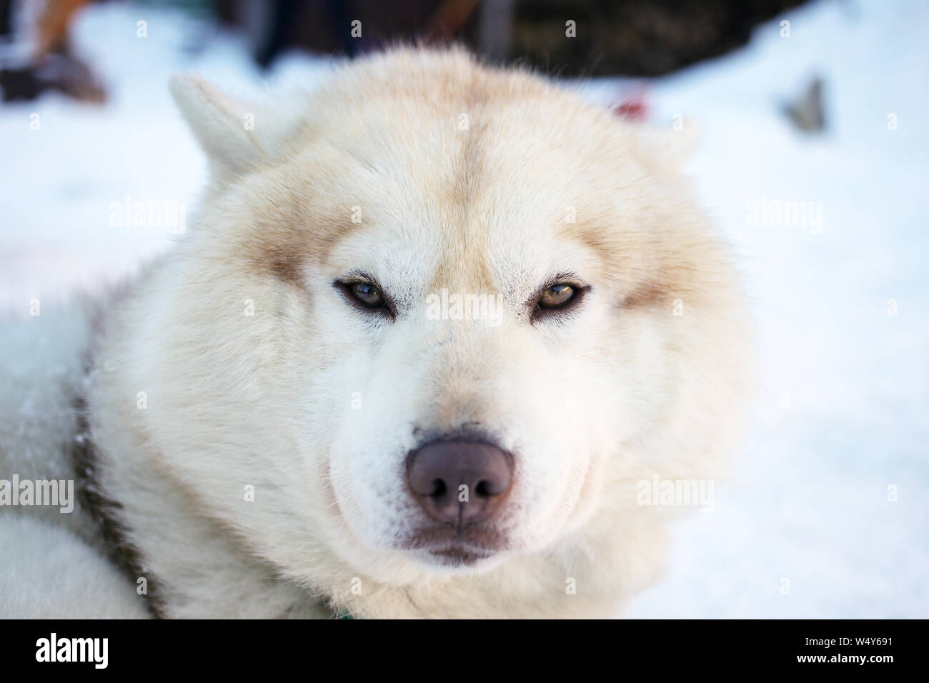 Ushuaia, Tierra del Fuego - July 19, 2019: Siberian Husky dog portrait on the snow in the Cotorras Winter Center in Ushuaia, Argentina Stock Photo
