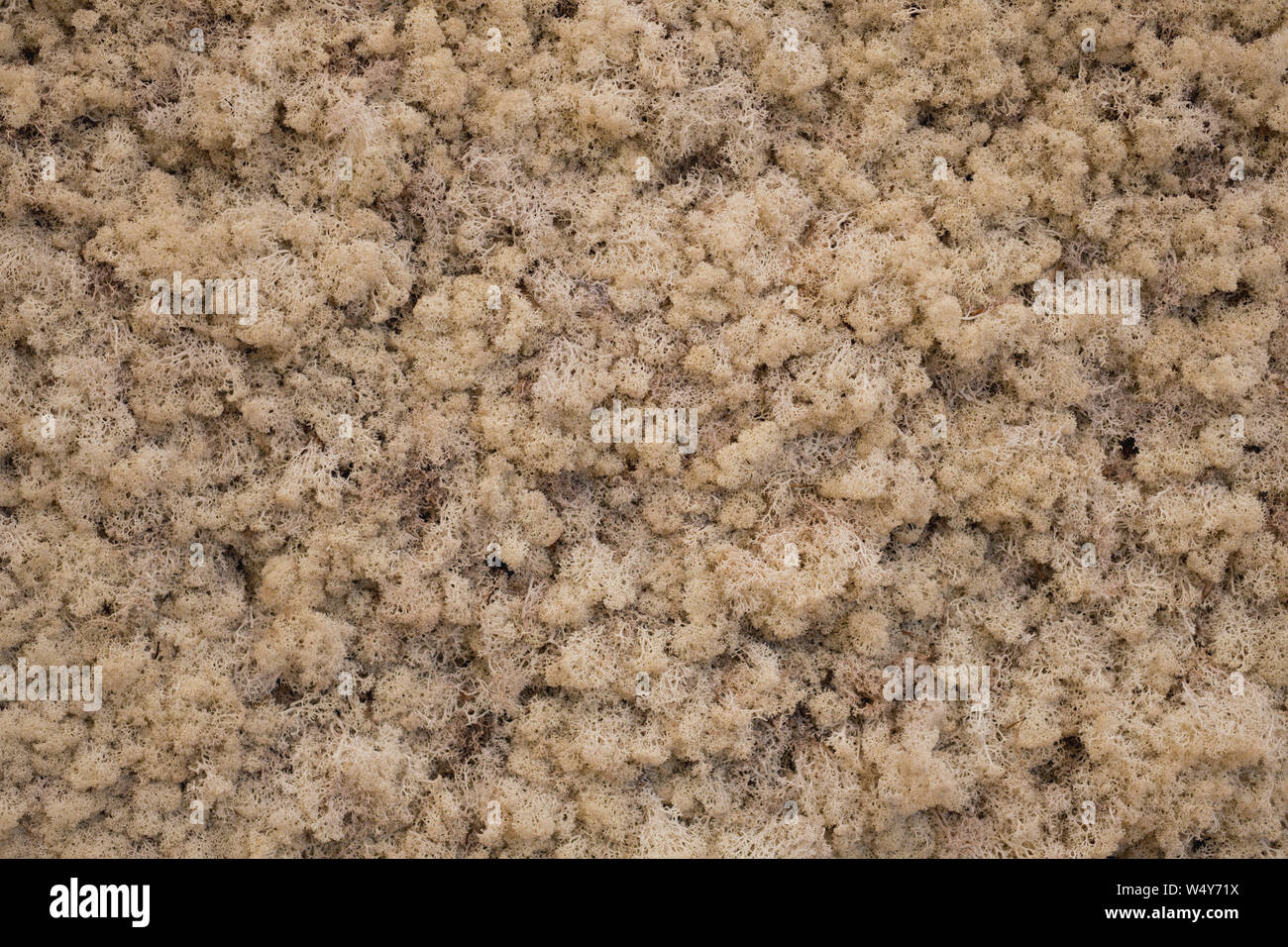 Moss wall Olafur Eliasson exhibition Tate Modern London July