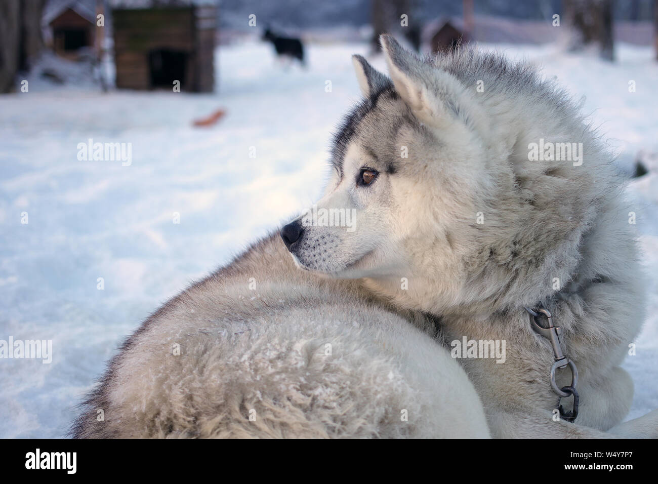 Ushuaia, Tierra del Fuego - July 19, 2019: Siberian Husky dog portrait on the snow in the Cotorras Winter Center in Ushuaia, Argentina Stock Photo