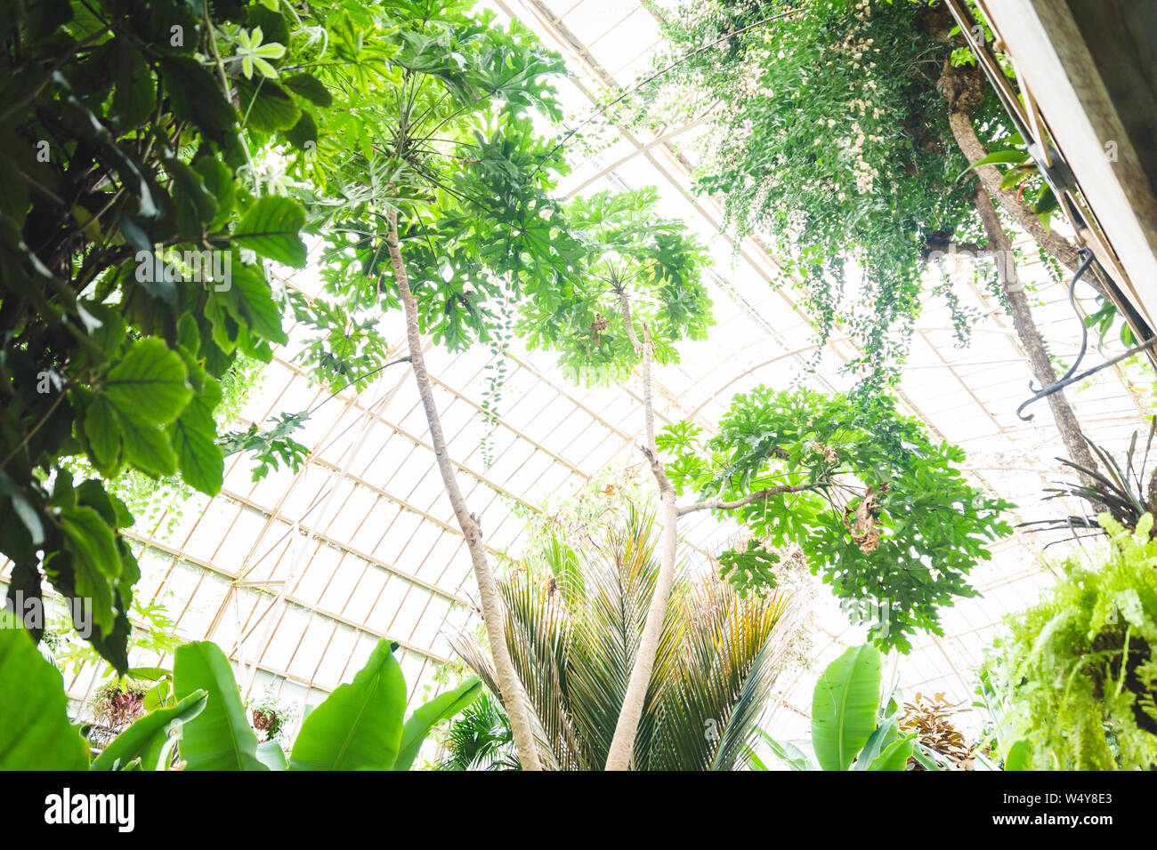 Tropical greenhouse glasshouse sunny interior full of lush green plants ...
