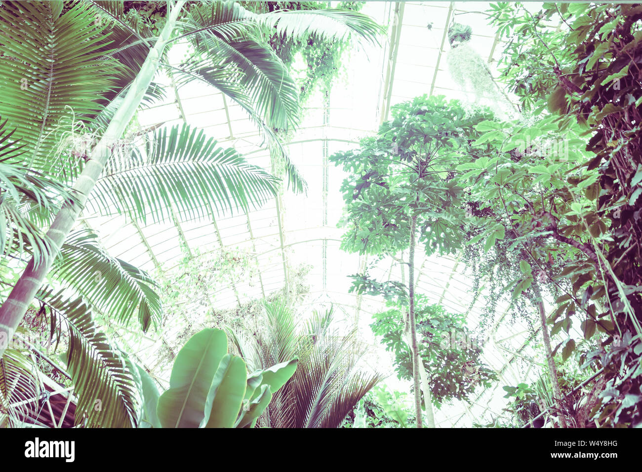 Tropical greenhouse glasshouse sunny interior full of lush green plants ...