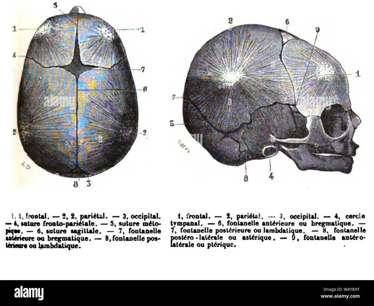 Cranio. Fontanelle. Stock Photo