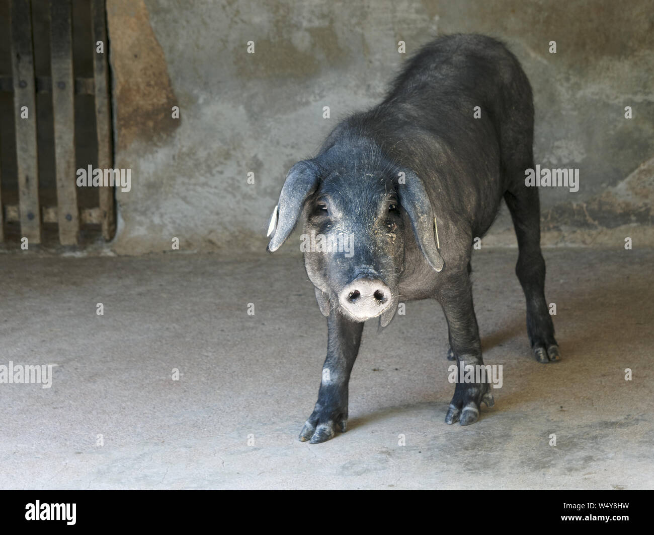 Iberian pig in stall black breed used for making top quality jamon