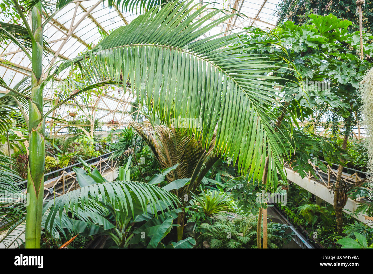 Tropical greenhouse glasshouse sunny interior full of lush green plants ...