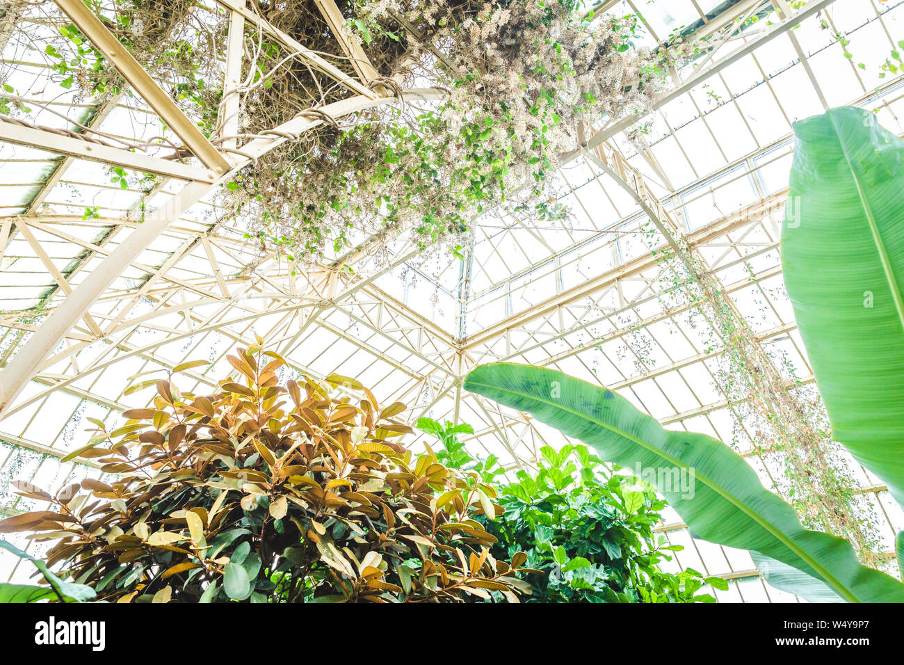Tropical greenhouse glasshouse sunny interior full of lush green plants ...