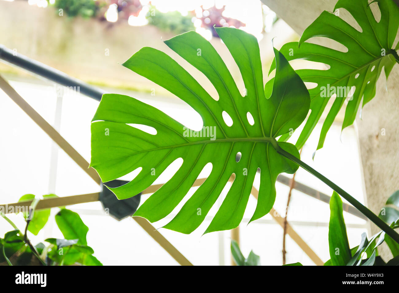 Tropical greenhouse glasshouse sunny interior full of lush green plants ...