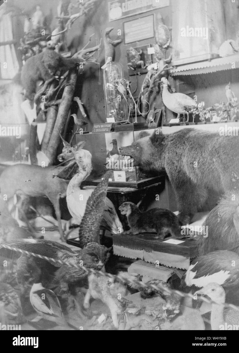 Stand at an exhibition with preserved animals from Romanov palace, Saint Petersburg, Russia, 1885. () Stock Photo