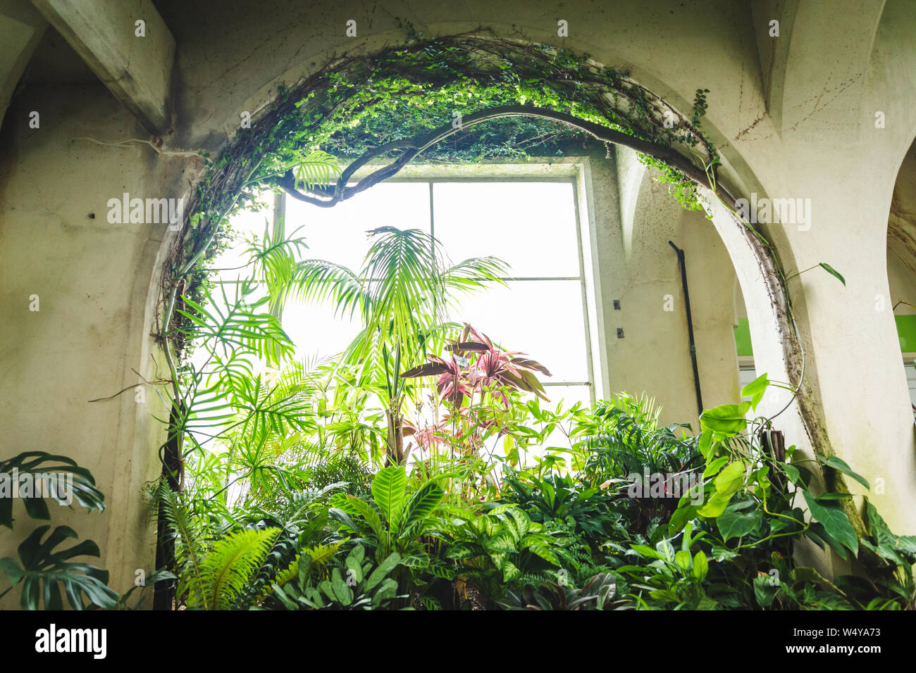 Tropical greenhouse glasshouse sunny interior full of lush green plants. Modern interior architecture. Natural design. Indoor decorative plants. Stock Photo